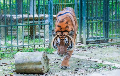 Gần 3 năm 'hồi sinh' con hổ Đông Dương bị béo phì