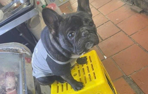 Vướng vòng lao lý vì... thú cưng