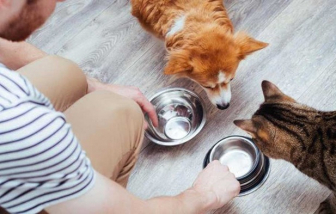 Hết thời “vung tay quá trán”, hội yêu thú cưng truyền tay nhau cách nuôi pet “ngon - bổ - rẻ”