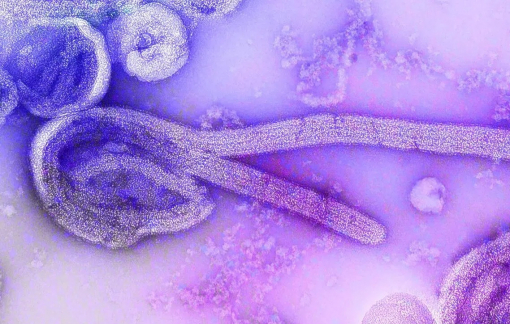 Đông Nam Á siết chặt kiểm dịch trước mối đe dọa từ Ebola và đậu mùa khỉ