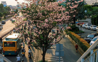 Sài Gòn vào mùa hoa kèn hồng, bỏ túi những điểm ngắm hoa và sống ảo cực chất
