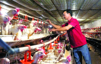 Tìm hướng chăn nuôi an toàn ở nơi thời tiết khắc nghiệt