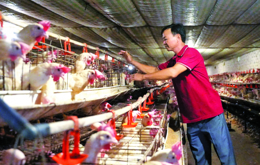 Tìm hướng chăn nuôi an toàn ở nơi thời tiết khắc nghiệt