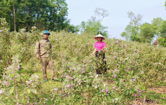 Kỹ sư trẻ 'sống khỏe' nhờ đưa cây sim dại về vườn