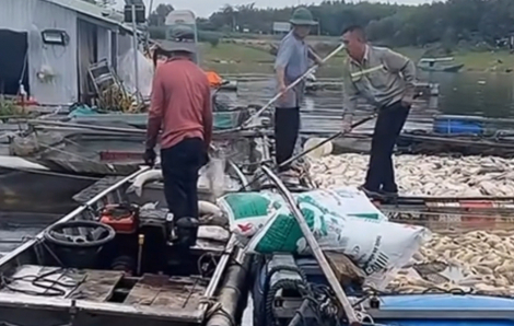 Hơn 100 tấn cá chết, phường Trị An huy động lực lượng hỗ trợ người dân thu gom