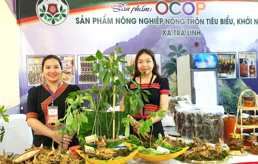 Cây sâm Ngọc Linh và tư duy làm kinh tế gắn với bảo tồn thiên nhiên