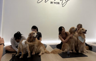 Đỗ xô đi tập yoga được huấn luyện bởi chó mèo