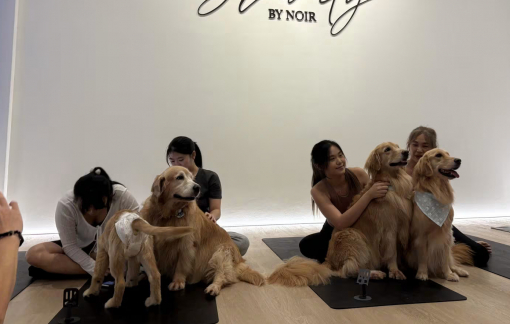 Đỗ xô đi tập yoga được huấn luyện bởi chó mèo