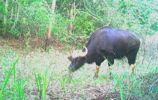 Phát hiện quần thể bò tót, bò rừng quý hiếm ở Đắk Lắk
