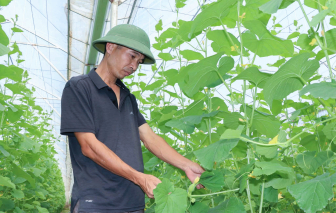 Kỹ sư bỏ việc về quê trồng dưa công nghệ cao, bán thẳng ra chợ để tránh bị ép giá