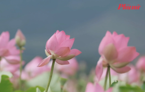 Thời tiết 21/6: Bắc bộ, Trung bộ tiếp tục 'đổ lửa'