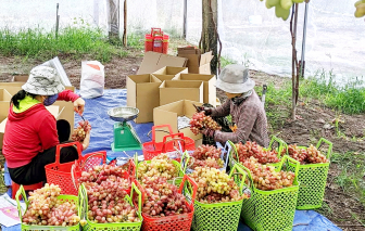 Cần sớm thực thi quyền sở hữu trí tuệ trong nông nghiệp