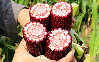 Giữ nguồn gen Việt từ những “bí mật trong rừng”