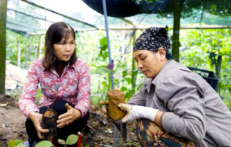 Hạt giống không chỉ mọc từ đất