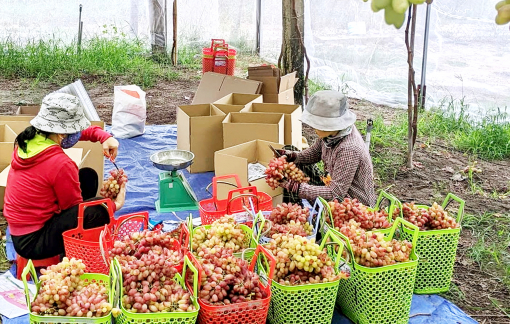 Cần sớm thực thi quyền sở hữu trí tuệ trong nông nghiệp
